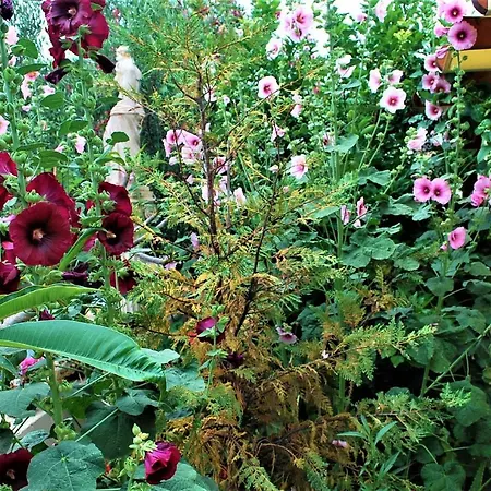 Διαμέρισμα Deluxe & Ageri-milos